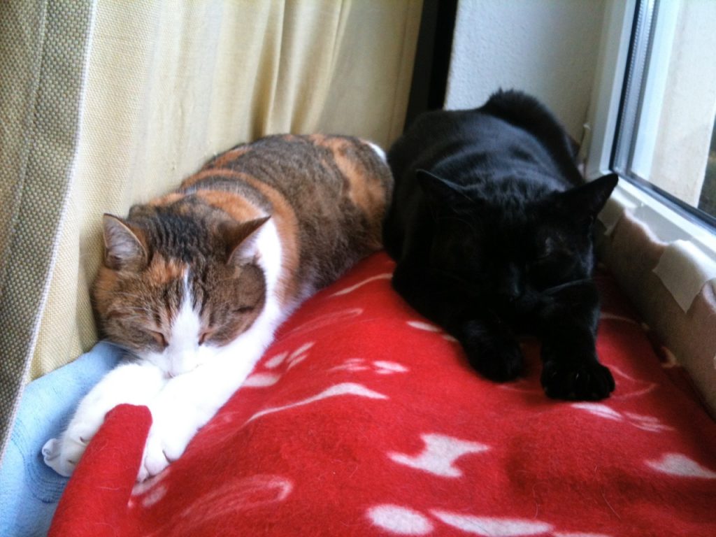 Emmi und Emilio, die zwei Katzen der Textmechanikerin