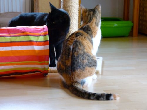 Emmi und Emilio erkunden ihre neue Umgebung