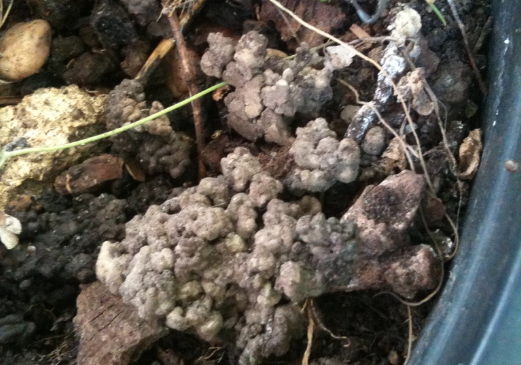 Textmechanikerin_Balkontopf-Regenwurmkacke